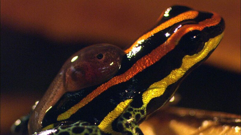 Grenzgänger - Die Welt der Amphibien – Bild: RTL /​ © Christian Baumeister /​ Doclights GmbH Die Verwendung des Materials von RTL Deutschland ist nur zur redaktionellen Berichterstattung im Zusammenhang mit der Sendung unter Angabe der Credits/​Que