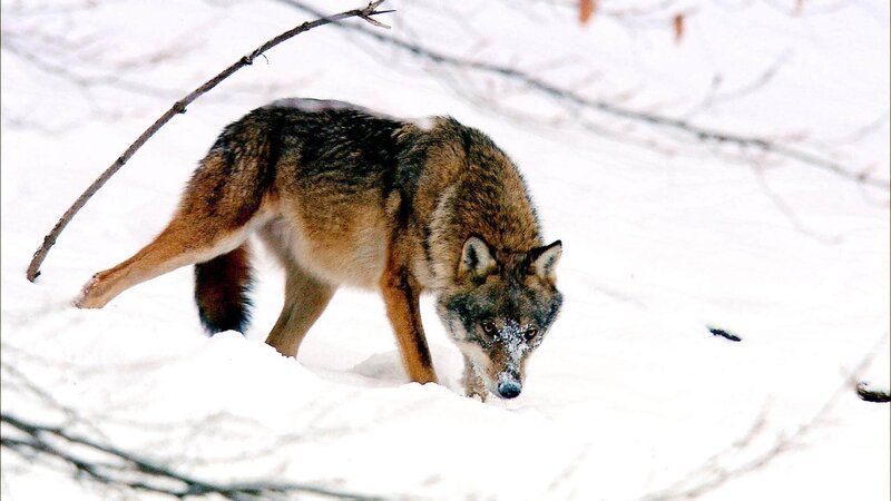 Die Wälder Sibiriens sind das Revier der Wölfe. Neben Bären sind sie die einzigen großen Raubtiere in Russlands Nahrungskette. – Bild: RTL /​ Doclights GmbH NDR Naturfilm Die Verwendung des Materials von RTL Deutschland ist nur zur redaktionellen Berichterstattung im Zusammenhang mit der Sendung unter Angabe der Credits/​Quellenangabe 
