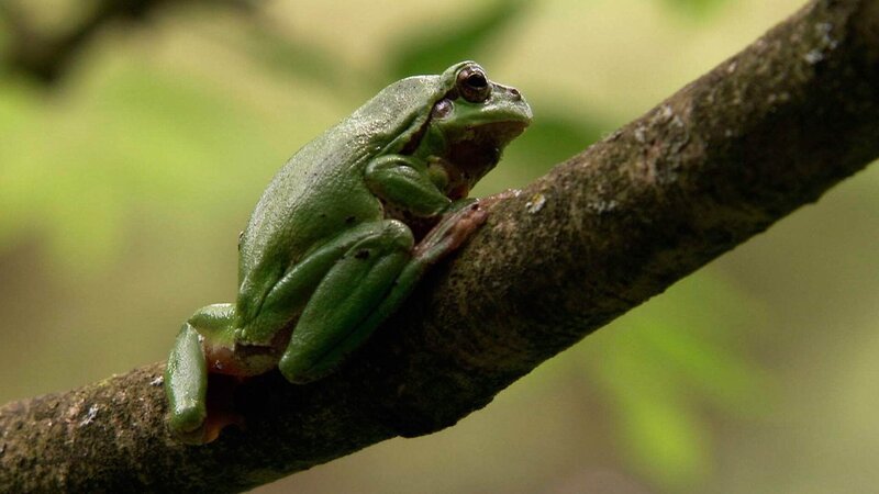 Laubfrosch – Bild: Geo Television / © WDR/taglicht media Laubfrosch – Bild: Geo Television / © WDR/taglicht media