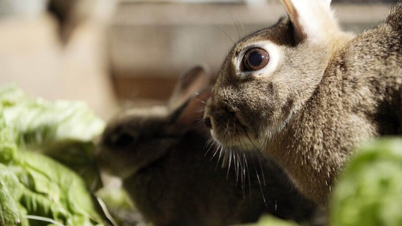 Ein Kaninchen – Bild: RTL Die Verwendung des Materials von RTL Deutschland ist nur zur redaktionellen Berichterstattung im Zusammenhang mit der Sendung unter Angabe der Credits/​Quellenangabe und Beachtung der unter https:/​
