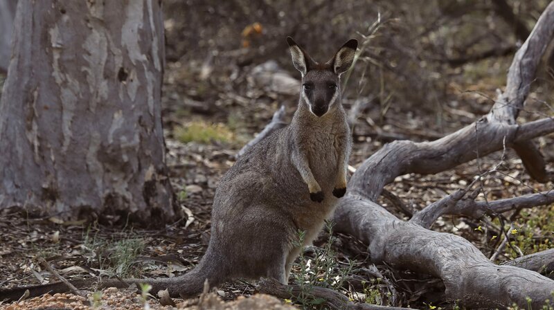 Bis heute wissen Forscher wenig über die Gewohnheiten des Westliche Irmawallabys in Australien. – Bild: phoenix/Terra Mater Factual Studios/Robert McLean Bis heute wissen Forscher wenig über die Gewohnheiten des Westliche Irmawallabys in Australien. – Bild: phoenix/Terra Mater Factual Studios/Robert McLean