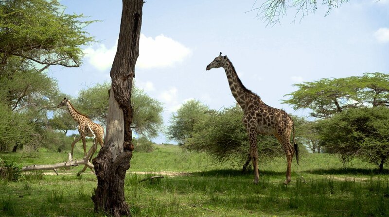 Giraffen im Selous-Park. – Bild: BR/​NDR/​Michael Höft