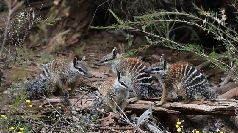 Sobald sie ausgewachsen sind, leben Numbats als Einzelgänger. Die jungen Geschwister genießen noch das gemeinsame Sonnenbad. – Bild: phoenix/​Terra Mater Factual Studios/​Robert McLean