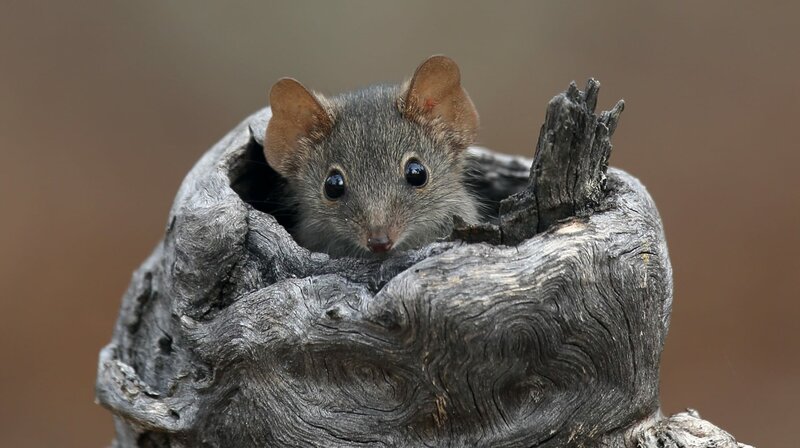 Mini-Monster - Australiens flauschige Räuber – Bild: phoenix/​Terra Mater Factual Studios/​Robert McLean