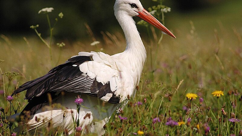 Der Weißstorch gehört zu den größten Gefahren für Nagetiere. – Bild: RTL Die Verwendung des Materials von RTL Deutschland ist nur zur redaktionellen Berichterstattung im Zusammenhang mit der Sendung unter Angabe der Credits/Quellenangabe und Beachtung der unter https:/ Der Weißstorch gehört zu den größten Gefahren für Nagetiere. – Bild: RTL Die Verwendung des Materials von RTL Deutschland ist nur zur redaktionellen Berichterstattung im Zusammenhang mit der Sendung unter Angabe der Credits/Quellenangabe und Beachtung der unter https:/