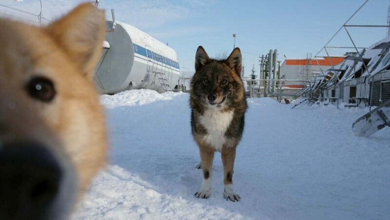 In Moskau werden Hybride aus Schakal und dem arktischen Herden-Laika, zu Spürhunden ausgebildet. Sie gelten als die weltbesten „Schnüffler“ unter den Hunden. – Bild: ARTE /​ © MedienKontor/​Yuri Burak