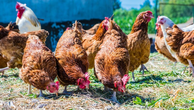 Chickens on traditional free range poultry farm. – Bild: depositphots Chickens on traditional free range poultry farm. – Bild: depositphots