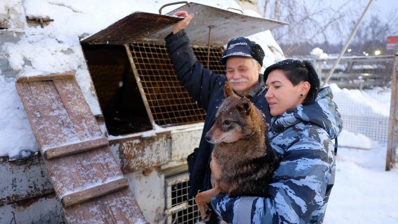 In Moskau werden die berühmten Sulimovhunde – Hybriden aus Schakal und dem arktischen Laika – zu Suchhunden ausgebildet. – Bild: ARTE /​ © MedienKontor/​Yuri Burak