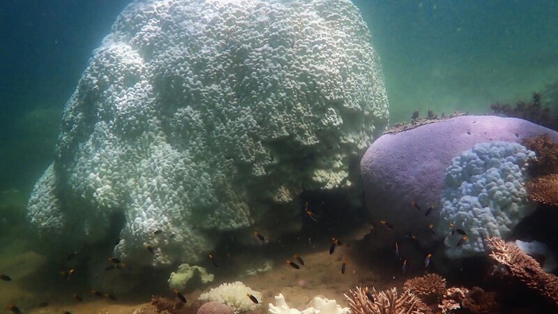 undersea shoal – Bild: Spiegel TV Wissen