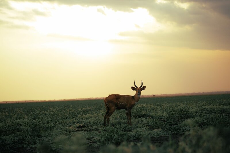 Faktor Angst - Überleben in der Wildnis – Bild: Gorongosa Media /​ Brett Kuxhausen