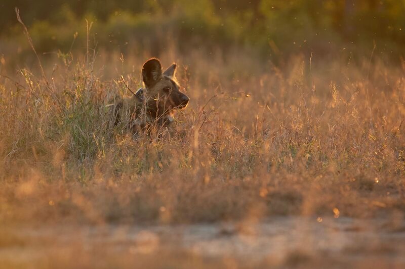  – Bild: Gorongosa Media /​ Brett Kuxhausen