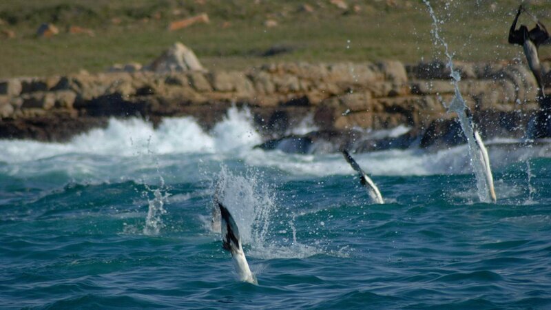 Die Natur überrascht immer wieder mit erstaunlichen Momenten, die sich im Tierreich abspielen. – Bild: TVNOW /​ Smithsonian Networks