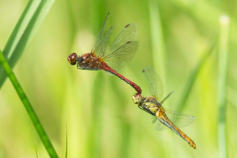 Um sich zu paaren, packen Libellen-Männchen mit ihren Zangen am Hinterleib ein Weibchen am Kopf oder im vorderen Brustbereich. – Bild: Terra Mater Factual Studios /​ Steve Nicholls