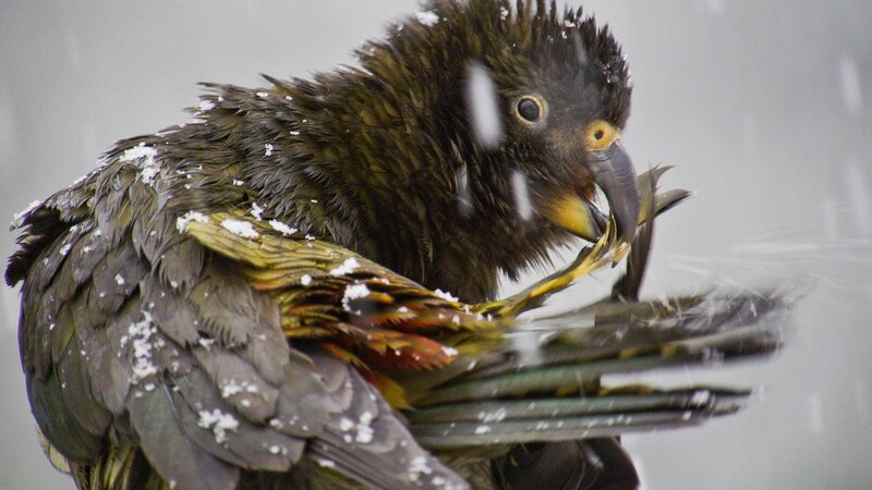 Superhirn im Federkleid – Bild: RTL Die Verwendung des Materials von RTL Deutschland ist nur zur redaktionellen Berichterstattung im Zusammenhang mit der Sendung unter Angabe der Credits/​Quellenangabe und Beachtung der unter https:/​