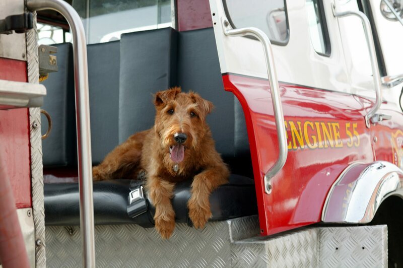 Hollywood-idol Rex enjoys his new status as a firehouse mascot. – Bild: Tele 5