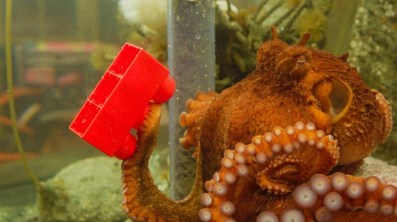 Oktopus-Weibchen Ellie verbringt ein Jahr im Aquarium. Ein intelligentes Tier wie ein Pazifischer Riesenkrake will beschäftigt werden. – Bild: NDR/​NDR Naturfilm/​doclieghts/​Florian Graner