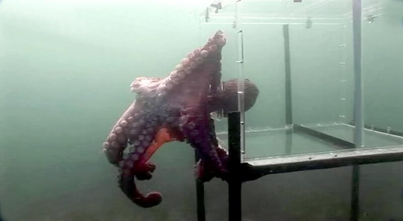 Ein ungewöhnliches Augenpaar, ein knochenloser Körper und acht Arme bewegen sich geschmeidig zu Wasser und zu Land. Die Kraken, auch als Oktopusse bekannt, haben bereits seit der Antike einen prominenten Platz – heute bemüht sich die Wissenschaft, den hohen Intelligenzgrad dieser Tiere zu erforschen. Statt einem Gehirn, haben sie neun, passen sich in Sekundenschnelle ihrer Umgebung an und verfügen über ein ausgezeichnetes Erinnerungsvermögen. Ist ihr IQ höher als der der Schimpansen? – Bild: Phoenix Ein ungewöhnliches Augenpaar, ein knochenloser Körper und acht Arme bewegen sich geschmeidig zu Wasser und zu Land. Die Kraken, auch als Oktopusse bekannt, haben bereits seit der Antike einen prominenten Platz – heute bemüht sich die Wissenschaft, den hohen Intelligenzgrad dieser Tiere zu erforschen. Statt einem Gehirn, haben sie neun, passen sich in Sekundenschnelle ihrer Umgebung an und verfügen über ein ausgezeichnetes Erinnerungsvermögen. Ist ihr IQ höher als der der Schimpansen? – Bild: Phoenix