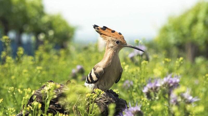 Die Rückkehr des Wiedehopfs – Bild: MDR/​ORF