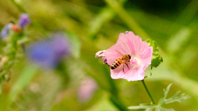 Insekten erwünscht! Es soll Brummen und Summen im Naturgarten. – Bild: HR/​BR
