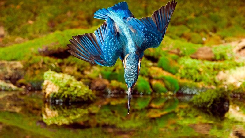 Im Reich des Eisvogels – Bild: RTL /​ WDR /​ Rolf J. Möltgen Die Verwendung des Materials von RTL Deutschland ist nur zur redaktionellen Berichterstattung im Zusammenhang mit der Sendung unter Angabe der Credits/​Quellenangabe und Bea