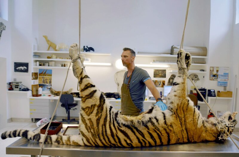 Christophe bereitet im Naturhistorischen Museum in Brüssel die Häutung des Tigers Jesse vor. – Bild: Dieter Stürmer /​ © Dieter Stürmer