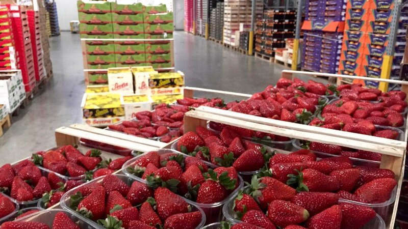 Nachts herrscht Hochbetrieb auf dem Berliner Großmarkt. Während die Millionenstadt schläft, sorgen 300 Händler dafür, dass Lebensmittel aus allen Teilen der Welt zu ihren Kunden gelangen. Pro Jahr werden hier rund 600.000 Tonnen Waren umgeschlagen – eine logistische Herausforderung. Auf dem 35 Hektar großen Gelände gibt es nichts, was es nicht gibt. – Bild: TVNOW /​ Filmreif TV Die Verwendung des Bildmaterials der Mediengruppe RTL Deutschland ist nur zur redaktionellen Berichterstattung im Zusammenhang mit der jeweiligen Sendung unter Angabe der Credits/​Q