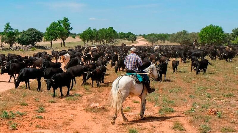 Vaquero (Cowboy) vor Herde. Cañada real (Triftweg) im Hintergrund gut sichtbar. Die Cañada heißt hier Ruta de Don Quijote. – Bild: phoenix/​ZDF/​ORF/​Interspot Film/​Hans-Peter Steiner