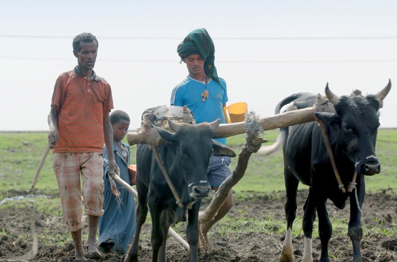 Das Stadt-Experiment – Bild: DokLab /​ Tilahun Ayelew (li.) bewirtschaftet mit seiner Familie eine sehr kleine Ackerfläche.