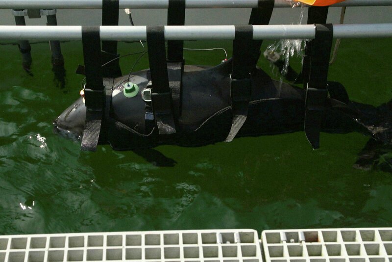 Wale in Gefahr
Nur mit intensiver Forschung können wir die Riesen retten
SRF/​WeltN24 GmbH – Bild: SRF2