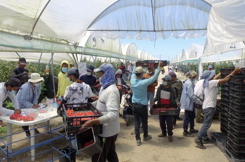 Tausende Asiaten pflücken für einen miserablen Lohn auf Plantagen im Südwesten Portugals die Himbeeren, die wir in unseren Supermarkt-Regalen finden. Ein Sklavenleben und der Köder für die versprochene portugiesische Staatsangehörigkeit als Gegenleistung – Bild: SWR / © SWR / © SWR Tausende Asiaten pflücken für einen miserablen Lohn auf Plantagen im Südwesten Portugals die Himbeeren, die wir in unseren Supermarkt-Regalen finden. Ein Sklavenleben und der Köder für die versprochene portugiesische Staatsangehörigkeit als Gegenleistung – Bild: SWR / © SWR / © SWR