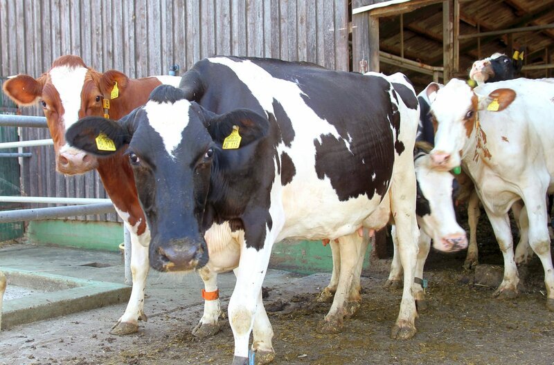 Für viele Bauern/​Bäuerinnen lohnt sich die Haltung von Milchkühen nicht, weil der Milchpreis seit Jahren im Keller ist. (Weitere Bilder auf Anfrage) – Bild: NDR/​Ute Jurkovics