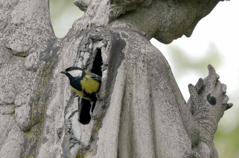 Der Pariser Friedhof Père Lachaise bietet eine immense Vogelvielfalt. – Bild: ARTE /​ © Camera Lucida
