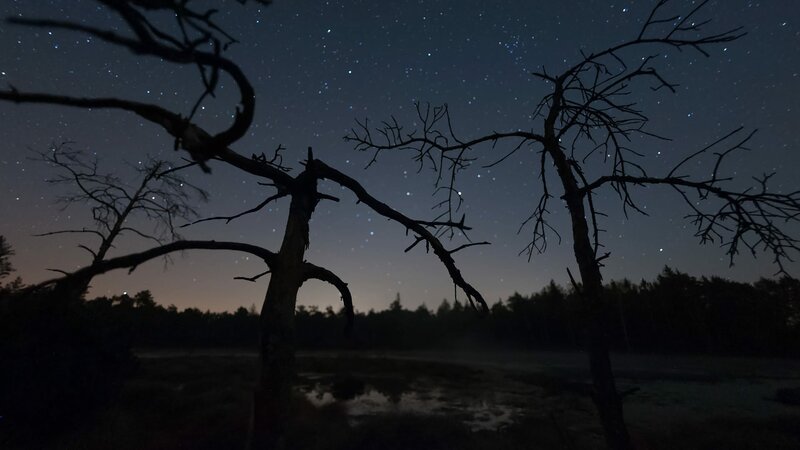 Wie von Geisterhand erwachen nachts im Chiemgau Zombie Bäume zum Leben. – Bild: ZDF und Nautilusfilm.