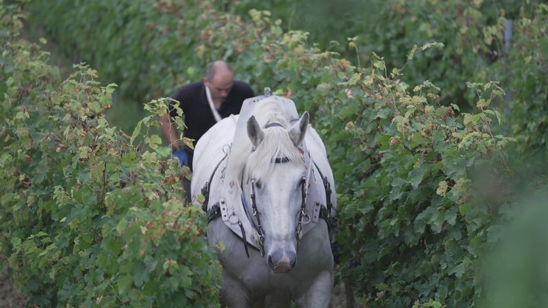 Der Bio-Winzer setzt auf schonenden Weinanbau. Bei der Arbeit mit dem Pferd bleibt der Boden im Weinberg locker. – Bild: ZDF und Daniel Meinl./​Daniel Meinl