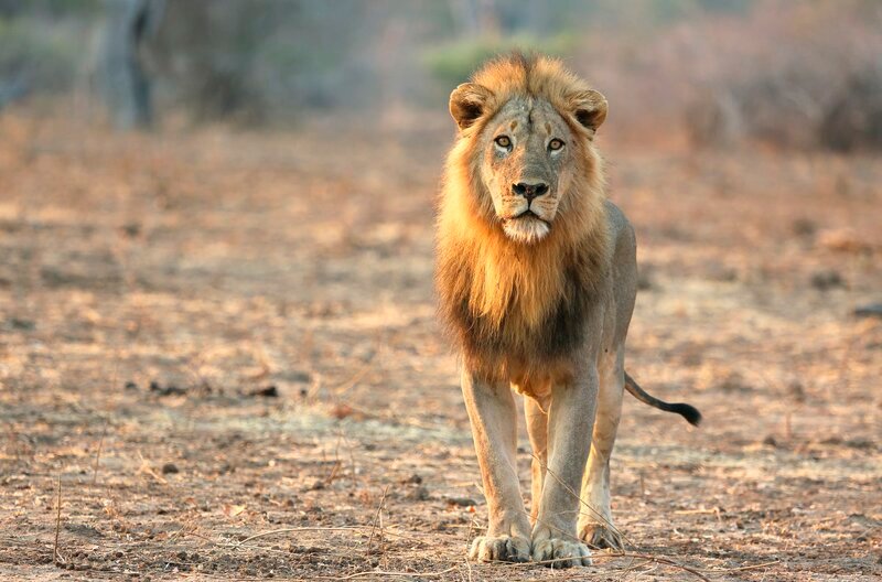 Young lion – Bild: WDR/Magnify Media Young lion – Bild: WDR/Magnify Media