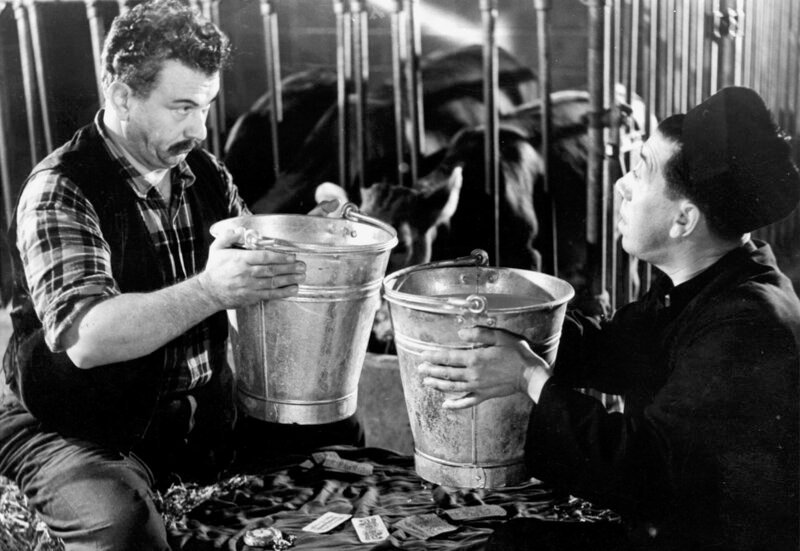 Manchmal müssen Don Camillo (Fernandel) und der grantige Peppone (Gino Cervi) eben doch zusammenarbeiten: zum Beispiel im Kuhstall. – Bild: „ARD Degeto“ (S 2)
