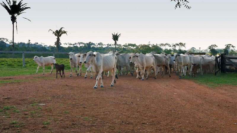 Rinder in Brasilien. – Bild: ORF/​Bavaria