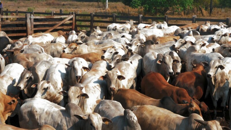Rinderfarm in Brasilien. Tiere auf engstem Raum. – Bild: ORF/Bavaria Rinderfarm in Brasilien. Tiere auf engstem Raum. – Bild: ORF/Bavaria