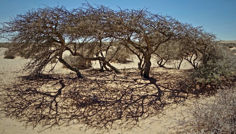 Die Wurzeln der Akazienbäume reichen bis zu 30 Meter tief. – Bild: ZDF und SWR/​Lars Barthel/​Seppia Film.