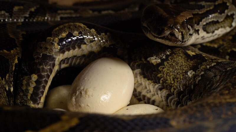 South Africa – Close up of a southern African rock python (Python natalensis) coiled around her eggs. (Earth Touch LTD) / Pyton skalny – Bild: RTL / Earth Touch South Africa – Close up of a southern African rock python (Python natalensis) coiled around her eggs. (Earth Touch LTD) / Pyton skalny – Bild: RTL / Earth Touch