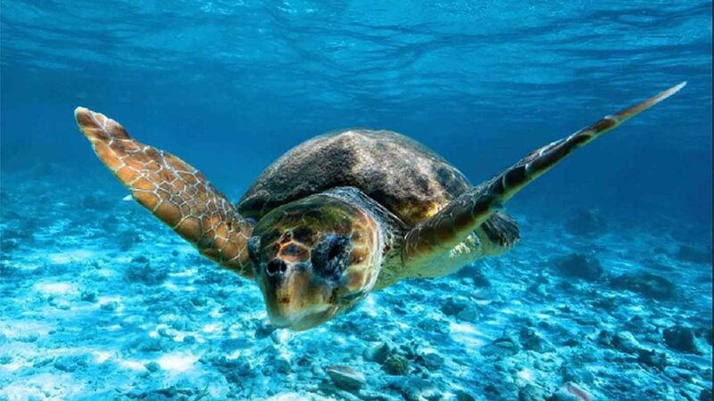 Schildkröte schwimmt im Meer Die Verwendung des sendungsbezogenen Materials ist nur mit dem Hinweis und Verlinkung auf TVNOW gestattet. – Bild: RTL /​ © MMXX Shark Bay Films all rights reserved.