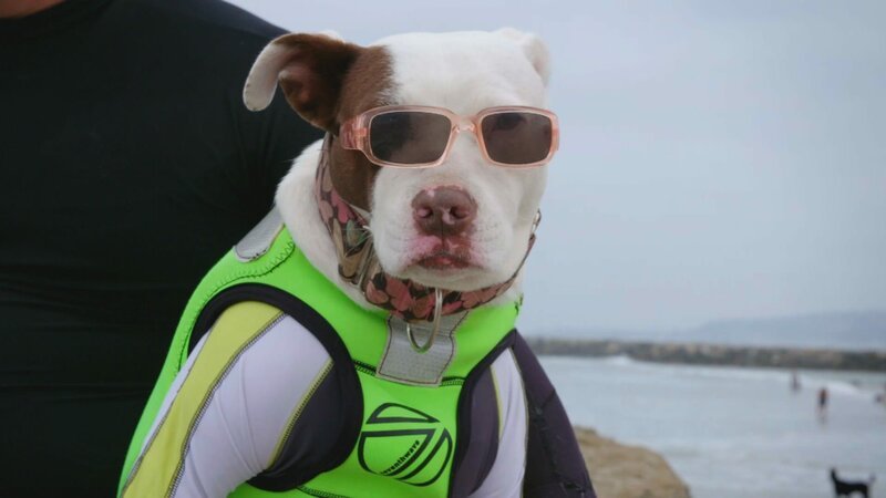A dog with sunglasses – Bild: Animal Planet