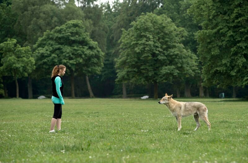 Unheimliche Begegnung – Lea (Greta Bohacek, l.) steht beim Joggen plötzlich dem Wolf gegenüber, der ganz Hamburg in Hysterie versetzt hat. – Bild: ARD/​Thorsten Jander