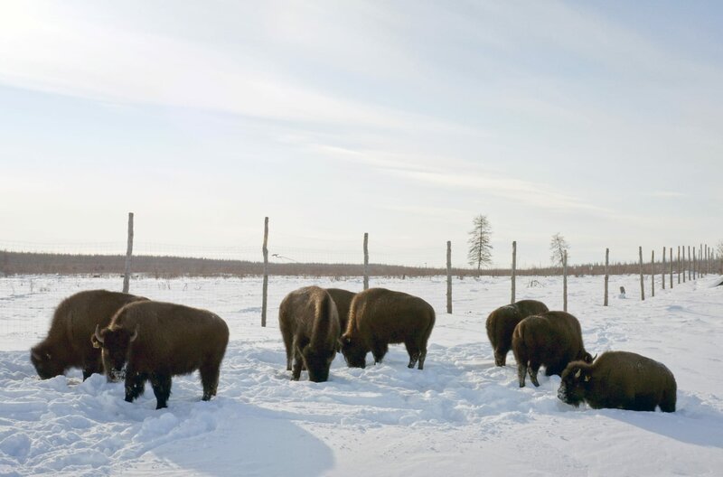 Neben Jakuten-Pferden wurden unter anderem Bisons im nordöstlichen Sibirien angesiedelt, um ein eiszeitliches Ökosystem zu schaffen. – Bild: ARTE France /​ © Arturomio/​13Productions 2021 /​ © Arturomio/​13Productions 2021