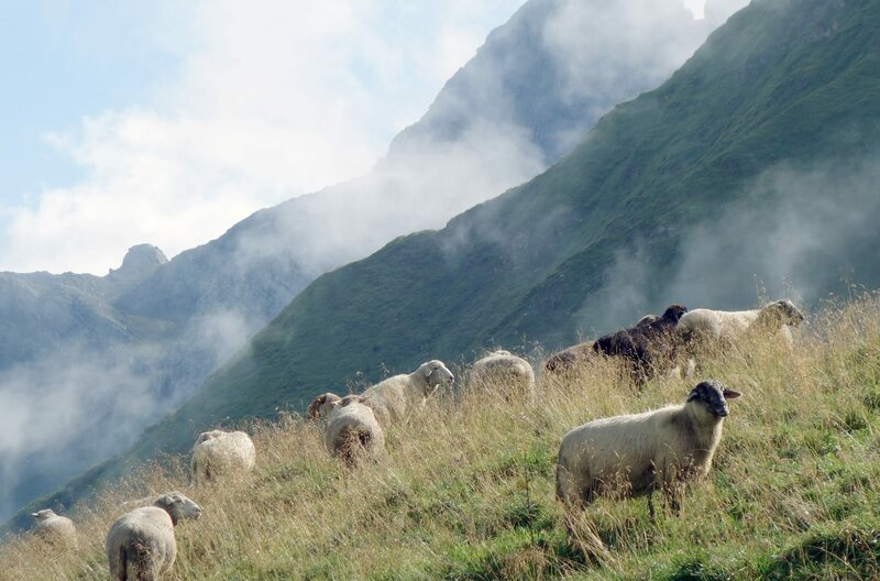 Die Schafe können sich im bergigen Gelände der 50 Hektar großen Linkersalpe frei bewegen. In Oberbayern heißen die Bergwiesen Alm, im Allgäu werden sie Alpe genannt. – Bild: arte