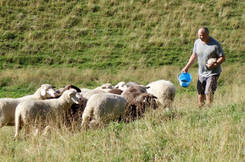 Verrückt nach Schafen – Bild: BR /​ © BR/​Angelika Vogel /​ © BR/​Angelika Vogel