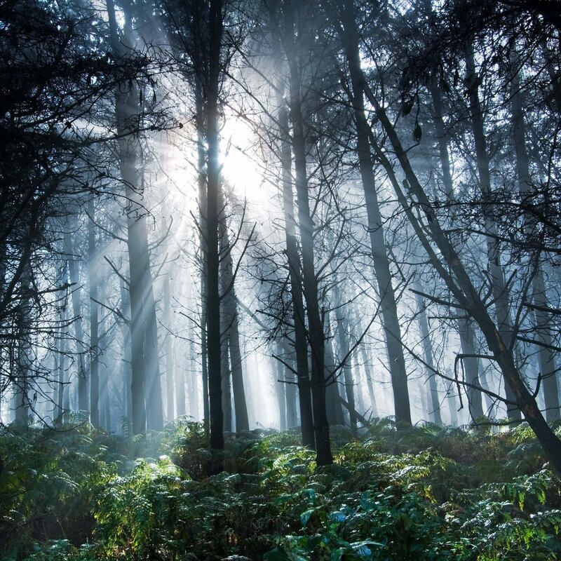 British Forest in the Sun – Bild: Tom Walker