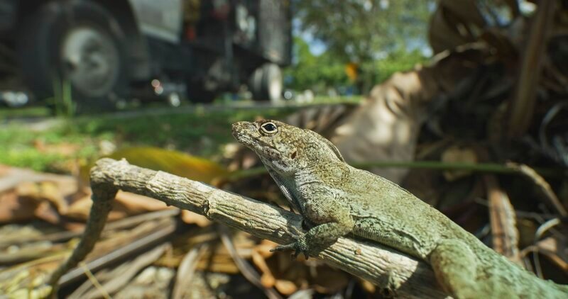 Ein Anolis rastet auf einem Haufen Äste und Blätter – der Lastwagen zum Abtransportieren des Gestrüpps hält gleich daneben. – Bild: Day’s Edge Productions /​ Terra Mater Factual Studios /​ Smithsonian /​ Nate Dappen & Neil Losin /​ Smithsonian Channel. All rights reserved.