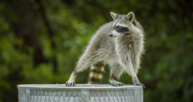 Treffpunkt Miami – Bild: Day’s Edge Productions /​ Terra Mater Factual Studios /​ Smithsonian /​ Nate Dappen & Neil Losin /​ Smithsonian Channel. All rights reserved.