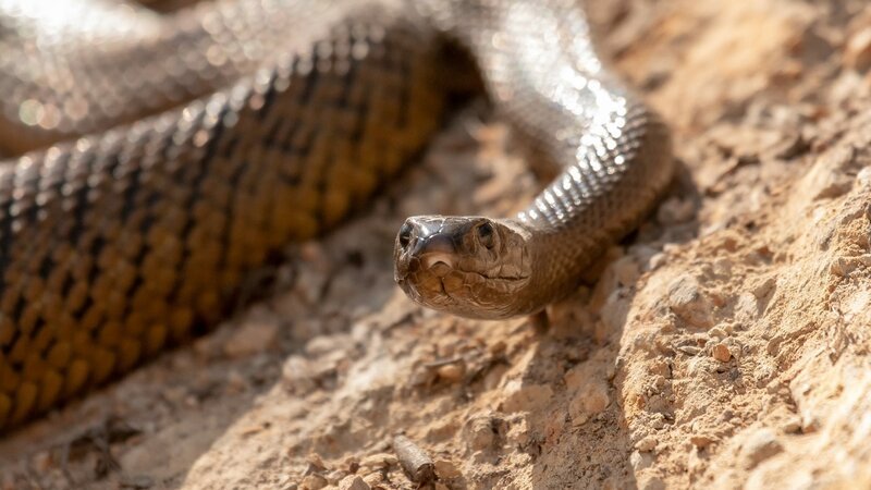 Python – Bild: National Geographic Wild